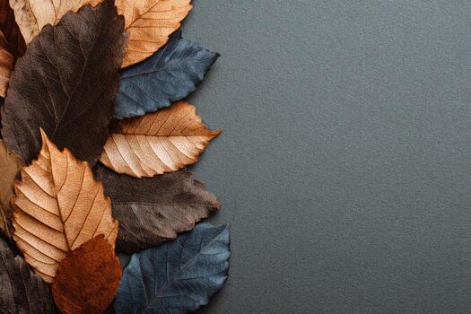 Autumnal composition various-colored leaves border a neutral gray background photo
