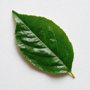 Close-up of a vibrant, glossy green leaf, veins visible, set against a plain white background photo