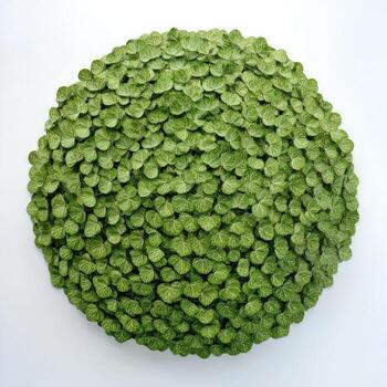 Dense, circular arrangement of tiny, vibrant green leaves against a stark white background photo