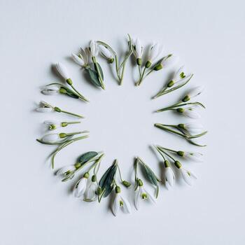 Close-up of snowdrop flowers arranged in a circular pattern against a clean, white backdrop photo