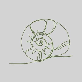 Minimalist line drawing of a seashell with intricate spiral and curved details on a plain vector