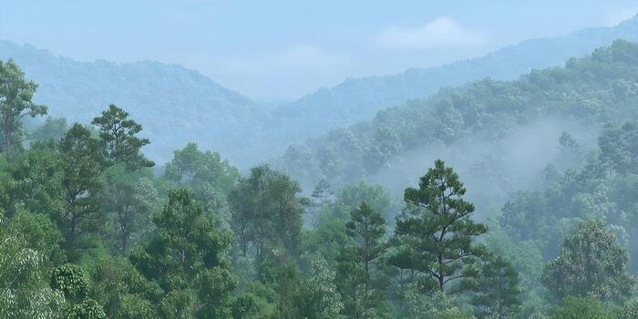 Layers of green trees extend across rolling mountains partially obscured by soft atmospheric mist and fog photo