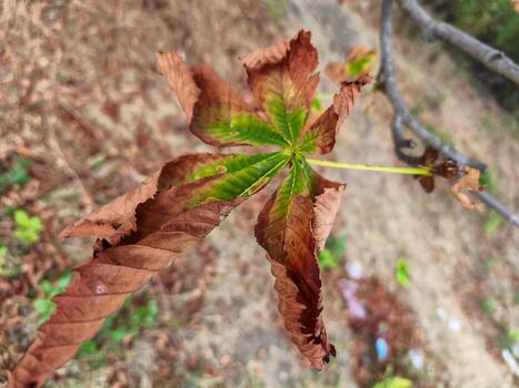 Dry brown leaf hanging from a branch showing the change of seasons and natures cycle. photo