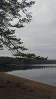 verticale, basso angolo tiro lungo un vuoto, umido sabbioso spiaggia, principale per il calma, riflessivo acqua di un' foresta lago, con un' denso linea di torreggiante pino alberi la creazione di un' lunatico video
