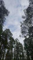 extremo baixo ângulo, vertical tiro olhando em linha reta acima a partir de a floresta chão, mostrando a imponente Sombrio roupa de baixo e coroas do denso pinho árvores enquadramento uma central fragmento do brilhante, nublado céu, simbolizando video