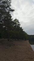 verticale, basso angolo tiro lungo un vuoto, umido sabbioso spiaggia, principale per il calma, riflessivo acqua di un' foresta lago, con un' denso linea di torreggiante pino alberi la creazione di un' lunatico e isolato atmosfera video