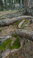 un' angolo basso, avvicinamento verticale tiro mostrando il spesso, serpeggiando, esposto radici di un antico pino albero, coperto nel asciutto abbaiare e cerotti di luminosa verde muschio, Avvincente il sabbioso foresta pavimento e video
