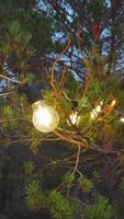 A warm, intimate vertical close-up shot captures a bright, single illuminated light bulb on a string of outdoor festoon lights, deeply nestled among the green needles and rustic branches of a pine video