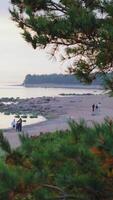 en lugn, full ram vertikal skott fångar en fredlig klippig havsstrand och sandig strand, tittade från en hög vinkel genom de mjuk, grön bokeh av förgrund tall grenar. flera små, otydlig video