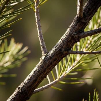 A Captivating Macro Exploration Revealing the Intricate Textures and Natural Luminescence of a Kanuka Branchs Weathered Bark in Serene Light photo