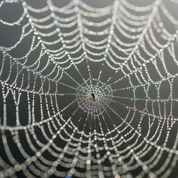 Macro Marvel A Captivating Dew-Drenched Spider Web, Illuminated by Soft Natural Light, Revealing an Ethereal Illusory Spectrum of Iridescent Colors photo