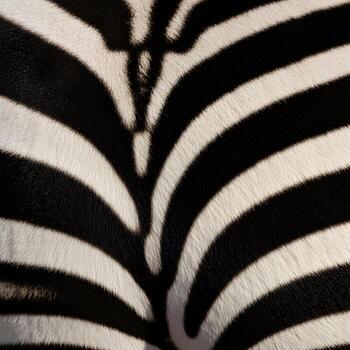 Macro Perspective Unveiling the Intricate Geometry of Zebra Stripes with Subtle Texture and Minimalistic Natural Lighting in Elegantly Upscale Composition. photo