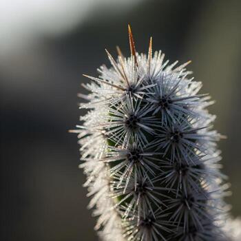 intrincado macro retrato de un cristalino cactus espina, suavemente bañado en difundido luz de sol, exhibiendo detallado natural textura y ligero patrones foto