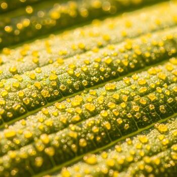 Sunlit Macro Elegance Capturing Luminous Xanthophyll Crystals, Delicate Natural Texture, Vibrant Pigment Mosaic, and Subtle Leaf Microstructure in Fine Detail photo