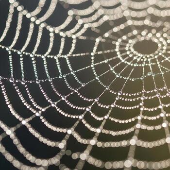 Intricate Nature Macro Dewdrops Adorning a Delicate Spiderweb Filament Under the Gentle Glow of Ambient Morning Light Capturing Fragile Beauty photo