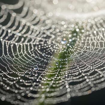 Elegant Dew-Dropped Spider Web Illuminated by Early Morning Light A Macro Journey Through Reflections, Subtle Hues, and Refined Natural Grandeur photo