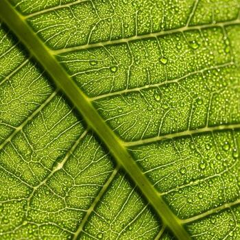 Intricate Macro Study of a Dew-Kissed Leaf Unveiling Fine Anatomical Fiber Networks, Tender Shadows, and Organic Textural Patterns in Nature's Canvas photo