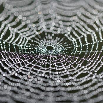 Intricate Spider Web Embellished with Glistening Dewdrops A Captivating Close-Up Illuminating Nature's Subtle Textures, Delicate Dewdrop Brilliance, and Enchanting Serenity. photo