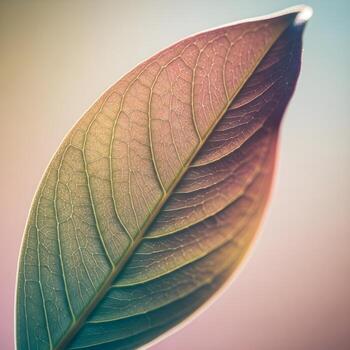 Elegant Macro Capture of a Tinted Leaf in Soft Hues and Refined Textures, Exhibiting Minimalist Aesthetic for Upscale Stock Imagery photo