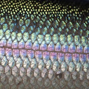 Macro Shot of a Trout's Vibrant Iridescent Scales Showcasing Detailed Patterns, Rich Colors, and Textured Beauty in Soft Natural Lighting photo