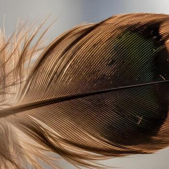 intrincado iridiscencia un macro exploración de un halcón plumas elegante profundidad y texturizado brillantez en suave natural Encendiendo foto