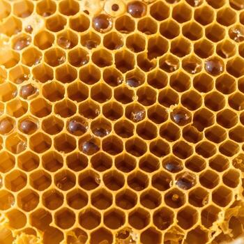 Capturing Intricate Honeycomb Textures with Dewy Golden Hues and Softly Lit Natural Elegance in a Minimalist, Upscale Refined Macro Composition photo