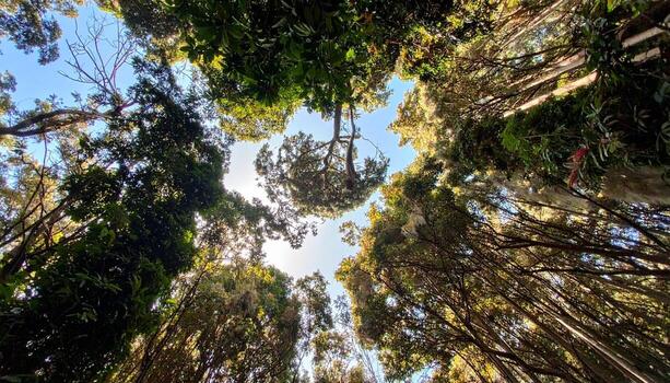 Looking Up Through the Canopy Nature Forest Trees Blue Sky photo
