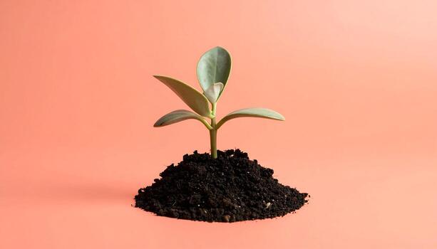 Young Plant Growing in Soil on Coral Background, Nature's Growth Concept, isolated plant photo