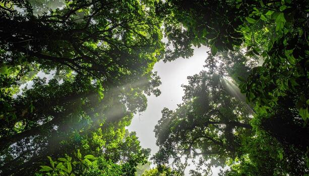 Lush Forest Canopy Sunlight Breaking Through Nature Environmental Concept, summer photo