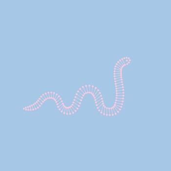 Close-up of a pink segmented worm crawling on a light blue , showcasing detailed body structure and movement pattern vector