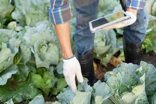 Farmer use the main data network in the internet, agricultural technology, work on crop data analysis by tablet ,technology for plantation data link with internet make a good plant organic product.. photo