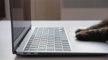 gatto utilizzando il computer. gatto zampa utilizzando il computer portatile. lato Visualizza vicino su. casa ufficio. soffice felino zampe digitando su il tastiera del computer, scorrimento strisciare e maschiatura touchpad. animali e animali domestici utilizzando tecnologia. video