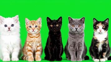 fünf bezaubernd Kätzchen Sitzung auf Grün Bildschirm video