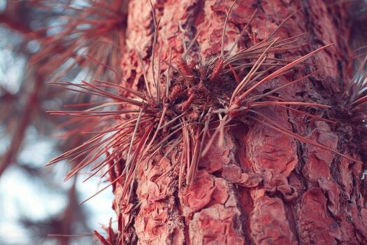 Close-up of pine tree bark with needles photo