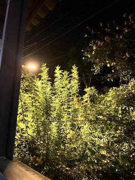 a view of a plant in the dark with a street light photo