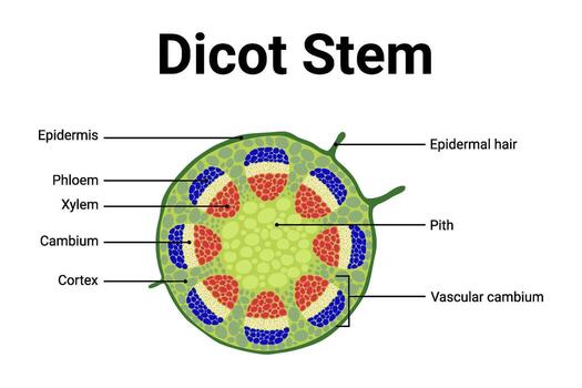 Structure of internal Dicot stem cross section diagram for education vector