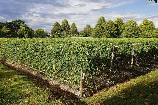 Stunning vineyard with rows of flourishing vines, with trees and a beautiful view of the sky. photo