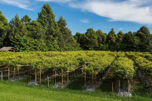 The stunning vineyard with rows of flourishing vines, with trees and a beautiful view of the sky. photo