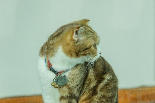 A curious cat with a bell collar is looking around photo