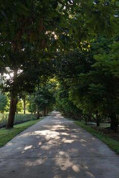 A long pathway surrounded by trees with sunlight casting shadows photo