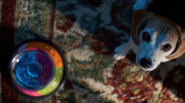 Curious beagle puppy looks up near colorful toy indoor photo