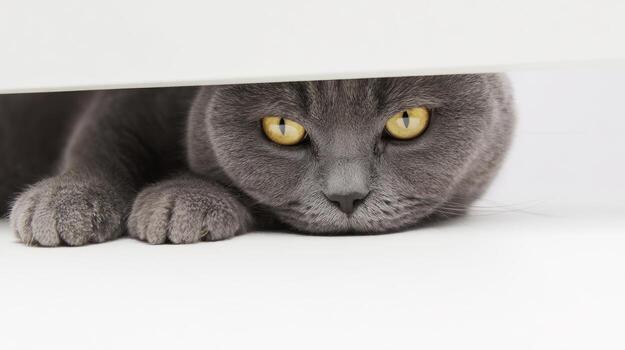 Gray cat peeking from behind white surface with yellow eyes photo