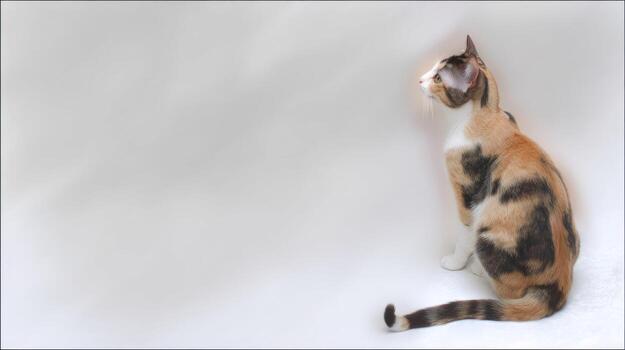 Calico cat portrait with colorful markings on a clean white background photo