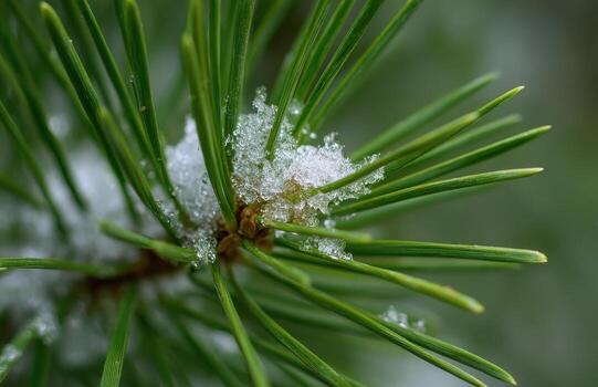 Pine needles covered with snow during winter season photo