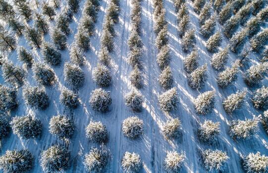 Winter forest aerial view showing pine tree pattern photo