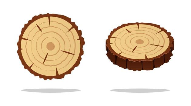 Cross section of tree trunk with growth rings and cracks isolated on white background. vector