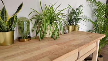 verde plantas iluminar acima uma moderno vivo espaço video