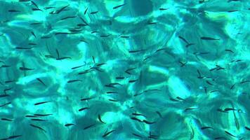 ett abstrakt över huvudet se av en skola av små, mörk fisk simning i otroligt klar, vibrerande turkos vatten, skapande en dynamisk naturlig mönster. video