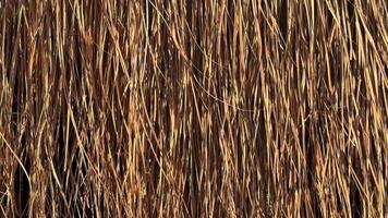 en full ram vertikal textur av lång, torr, brun gräs eller halmtak skapande en naturlig, abstrakt bakgrund med tunn, parallell rader och värma jordnära toner. video