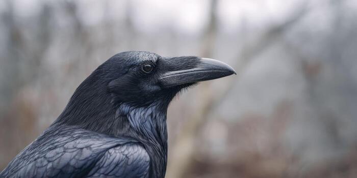 A macro shot of a crow's beak, highlighting its rough, black texture and subtle scratches, with a soft blur of glossy feathers and a foggy graveyard in the background. photo